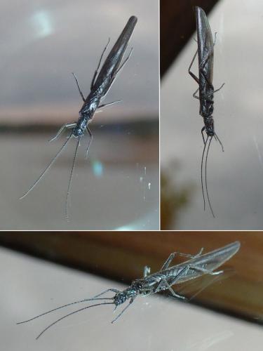 Leuctra sp.